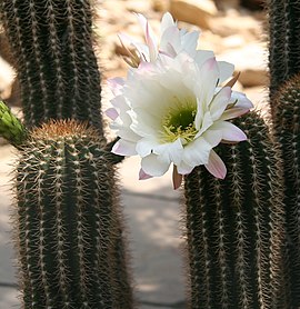 Echinopsis smrziana 01.jpg