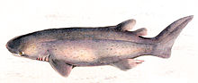 Echinorhinus brucus1.jpg