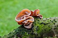 Auricularia auricula-judae (familia) em um tronco morto