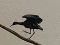 Glockenreiher Black Heron