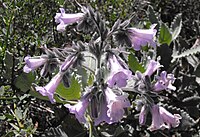 Eriodictyoncrassifolium1.jpg