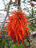 Miniatura para Erythrina abyssinica