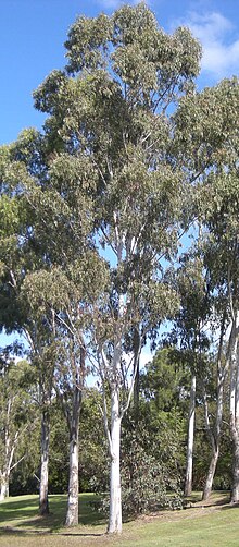 A photograph of a few tall, plale-barked trees in an open area