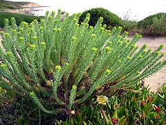 Euphorbe des dunes.