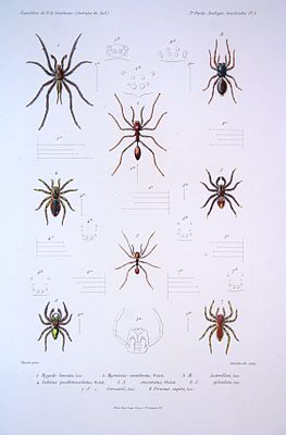 Сходные с муравьями пауки Myrmecium latreillei (№ 3) и Myrmecium vertebratum (№ 2)