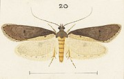 Male