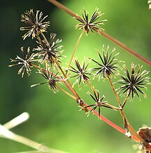 俗にひっつき虫とも呼ばれるタチアワユキセンダングサの実