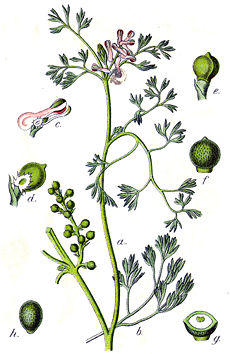 شاتره Fumaria parviflora