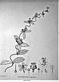 Pflanzengattung Gaudichaudia illustriert von Pierre Jean François Turpin