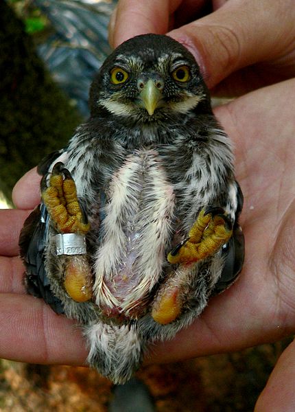 430px-Glaucidium_passerinum-chick.jpg