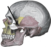 The skull from the side.