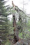 Lärche auf der Winklerner Alm, Herrgottslärche