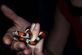South American Hognosed Snake