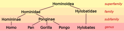 Хоминоидна таксономия 3.svg