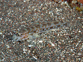 Istigobius hoshinonis