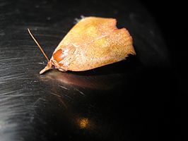 Hyblaea ibidias