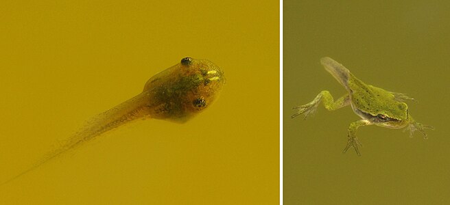 Hyla arborea, ranido kaj metamorfozo