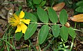 Hypericum calycinum