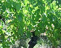 Pied de vigne à Château-Chalon.