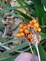 Iris foetidissima fruits