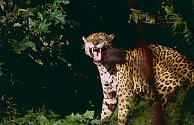 Jaguar (Panthera onca)