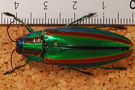 Jewel Beetle (Chrysochroa fulgidissima) (8255455730).jpg