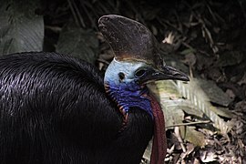 Southern cassowary