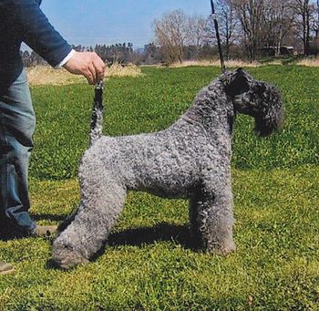 English: Kerry Blue Terrier