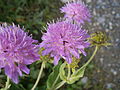 Knautia dipsacifolia