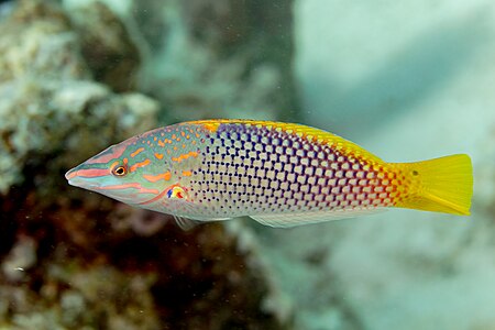 Checkerboard wrasse, by Poco a poco