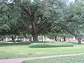 Miniatura para Arboreto de la Universidad Tecnológica de Luisiana