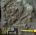 Burial 19. Excavation at phase 5.