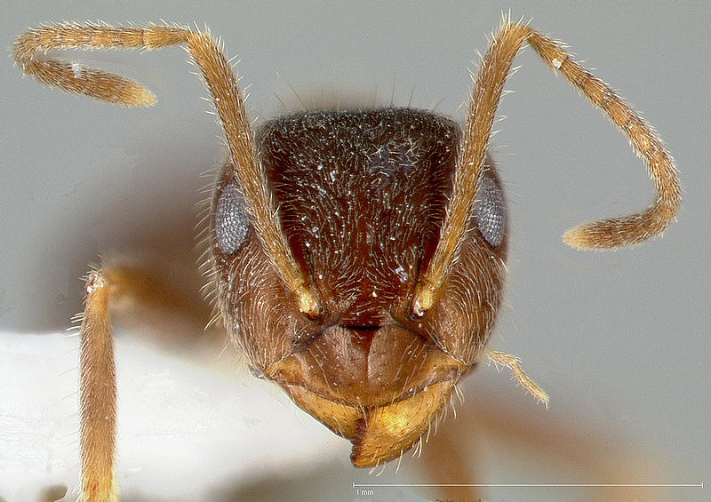 படிமம்:Lasius niger casent0005404 head 1.jpg