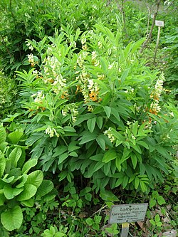 Lathyrus laevigatus, nicht unbedingt die Unterart laevigatus