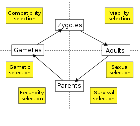 The life cycle of a sexually reproducing organism. Various components of natural selection are indicated for each life stage.