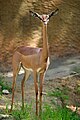 74. Gerenuk Litocranius walleri - Artiodactyla