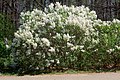 120px Lilac cultivar