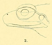 Limnonectes microtympanum Van Kampen 1906.png