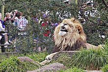 220px-Lion_-_melbourne_zoo dans LION