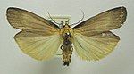 Lithosia quadra – Männchen