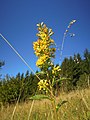 zlatobýl obecný (Solidago virgaurea) Don Pedro