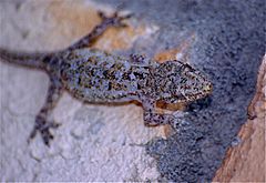 Description de l'image Madagascan House Gecko (Hemidactylus mercatorius) (9591985188).jpg.