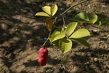 Magnolia cylindrica