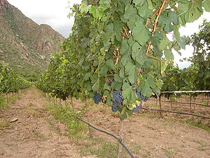 Malbec grapes on the vine in the Cafayate wine...