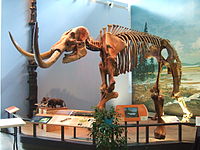 Mounted mastodon skeleton, Museum of the Earth .