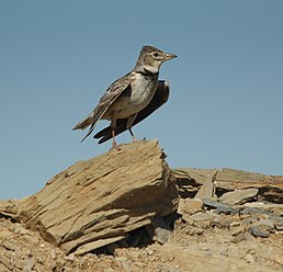 Жайворонок степовий (Melanocorypha calandra)