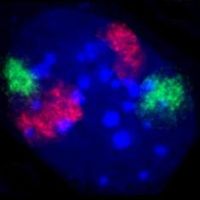 O núcleo de um fibroblasto de um rato, no qual o ADN está colocado do azul. Os distintos territórios cromossómicos, do cromossoma 2 (a vermelho) e do cromossoma 9 (a verde) são visíveis através de coloração hibridização fluorescente in situ.