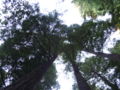 Muir Woods National Monument (Sequoia sempervirens)