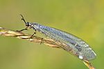 Myrmeleon formicarius