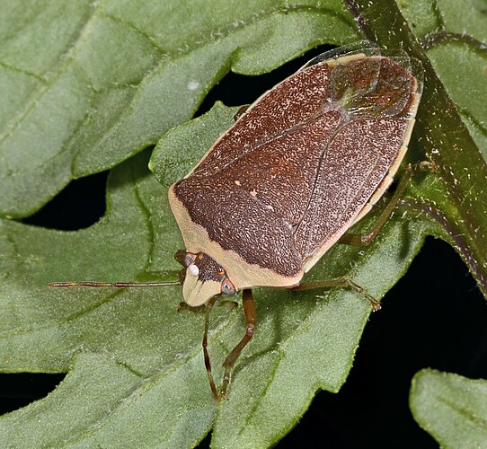 Клоп Nezara viridula с яйцом паразитоидной тахины Trichopoda pennipes[англ.] на голове